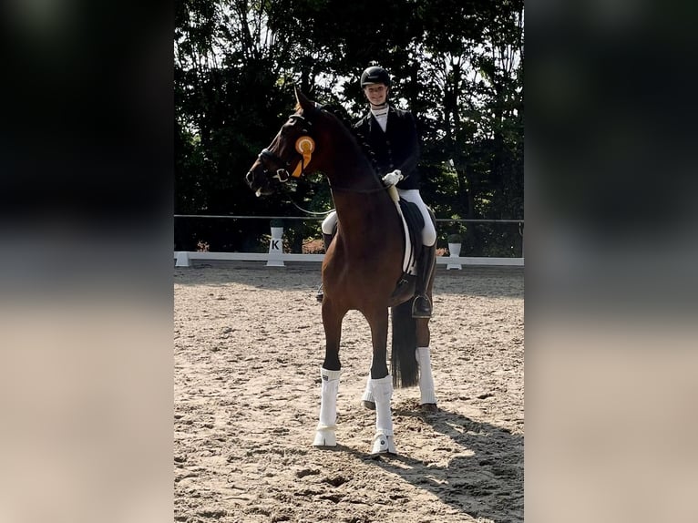 Hanoverian Gelding 6 years 17 hh Brown in B&#xF6;rrstadt