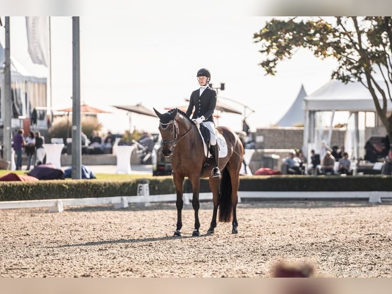 Hanoverian Gelding 6 years 17 hh Brown in B&#xF6;rrstadt