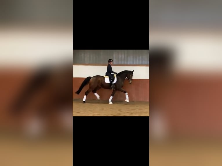 Hanoverian Gelding 6 years 17 hh Brown in Echem