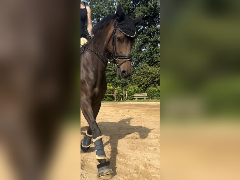 Hanoverian Gelding 6 years 17 hh Brown in Schneverdingen