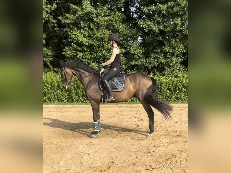 Hanoverian Gelding 6 years 17 hh Brown in Schneverdingen