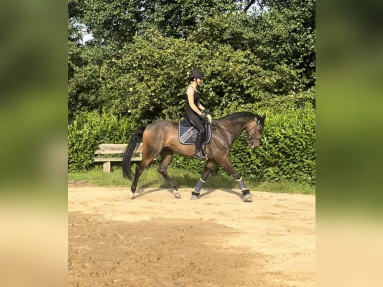 Hanoverian Gelding 6 years 17 hh Brown in Schneverdingen