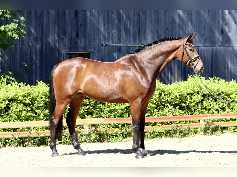 Hanoverian Gelding 6 years 17 hh Brown in Reeßum