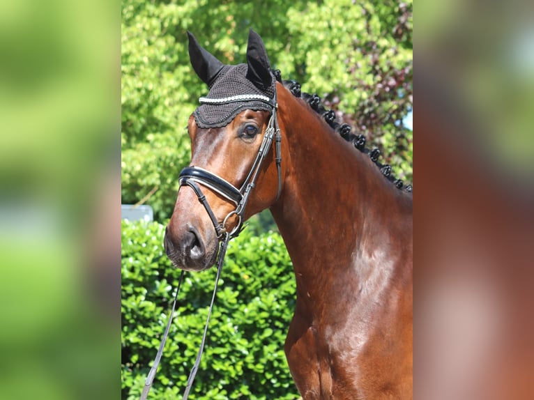 Hanoverian Gelding 6 years 17 hh Brown in Selsingen