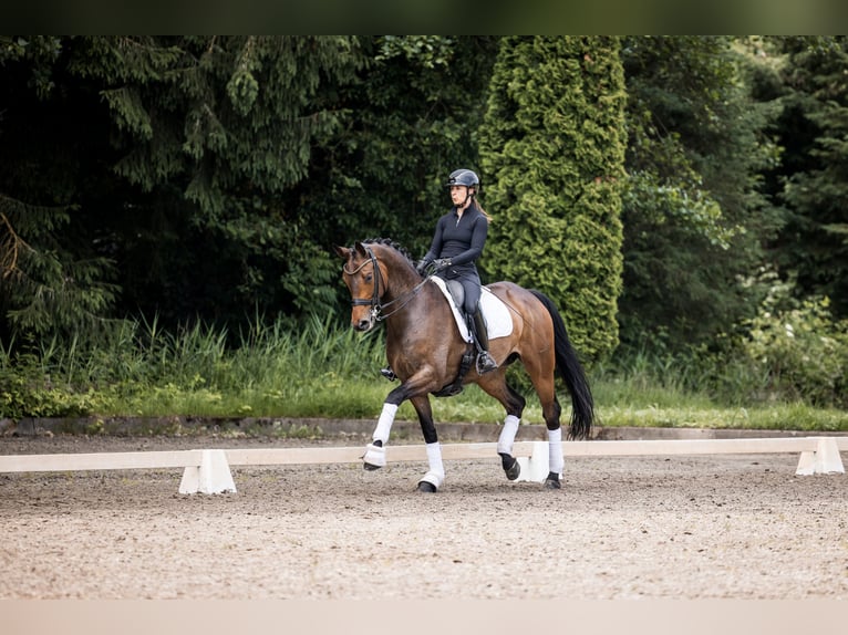 Hanoverian Gelding 6 years 17 hh Brown in Bad Zwischenahn