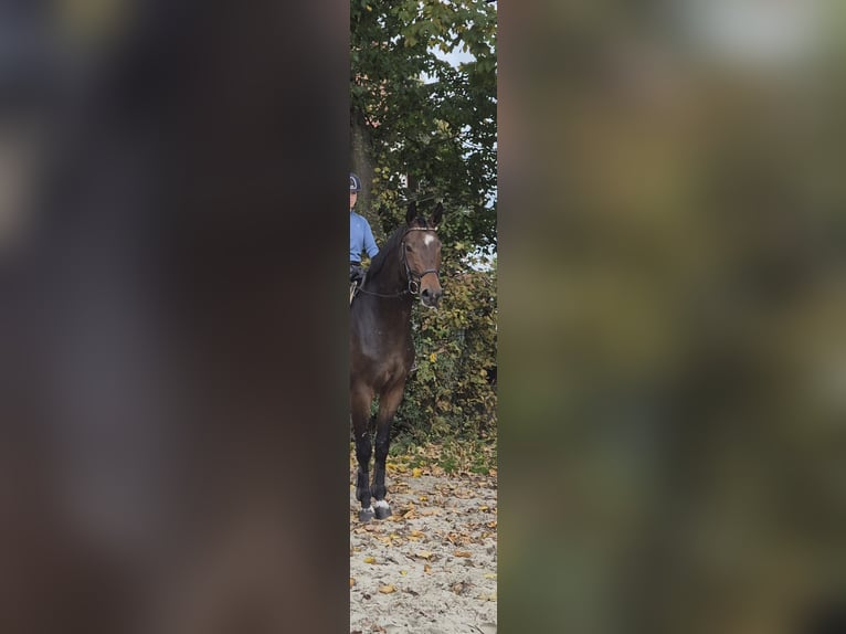 Hanoverian Gelding 6 years 17 hh Brown in Wunstorf