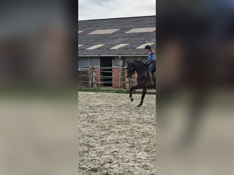 Hanoverian Gelding 6 years 17 hh Brown in Wunstorf