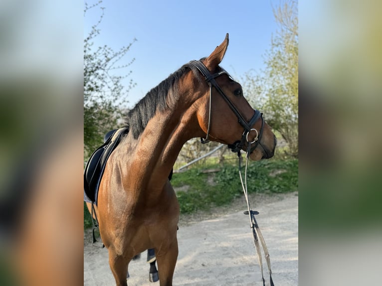 Hanoverian Gelding 6 years 17 hh Brown in Grevenbroich