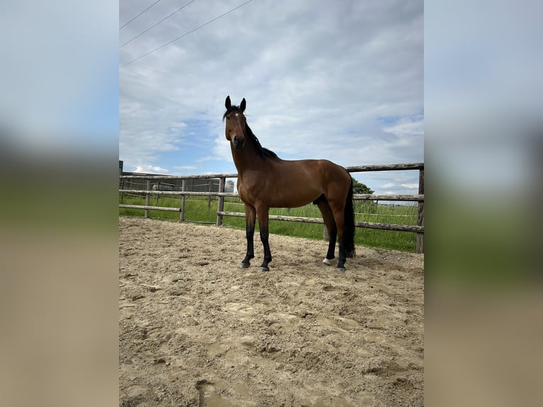 Hanoverian Gelding 6 years 17 hh Brown in Reims