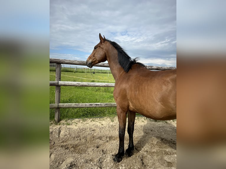 Hanoverian Gelding 6 years 17 hh Brown in Reims