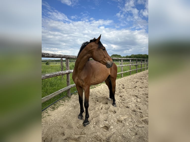 Hanoverian Gelding 6 years 17 hh Brown in Reims