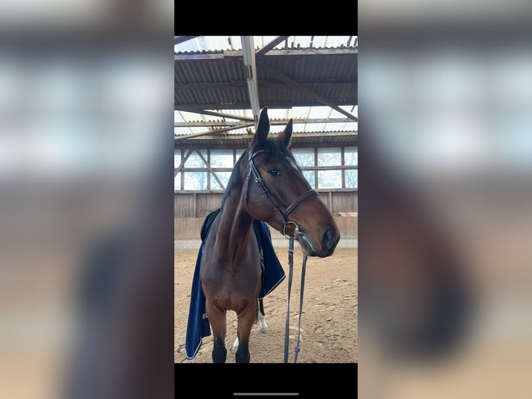 Hanoverian Gelding 6 years 17 hh Brown in Babenhausen