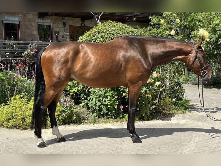 Hanoverian Gelding 6 years 17 hh Brown in Babenhausen