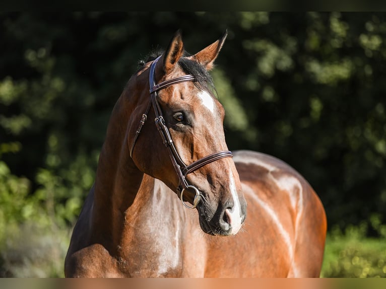 Hanoverian Gelding 6 years 17 hh Brown in Riedstadt