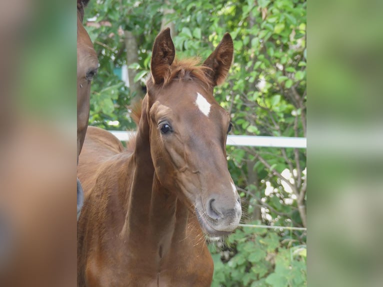 Hanoverian Gelding 6 years 17 hh Chestnut in Glandorf