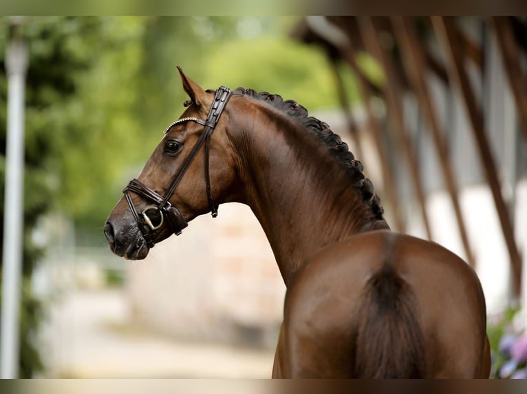 Hanoverian Gelding 6 years 17 hh Chestnut in Greven