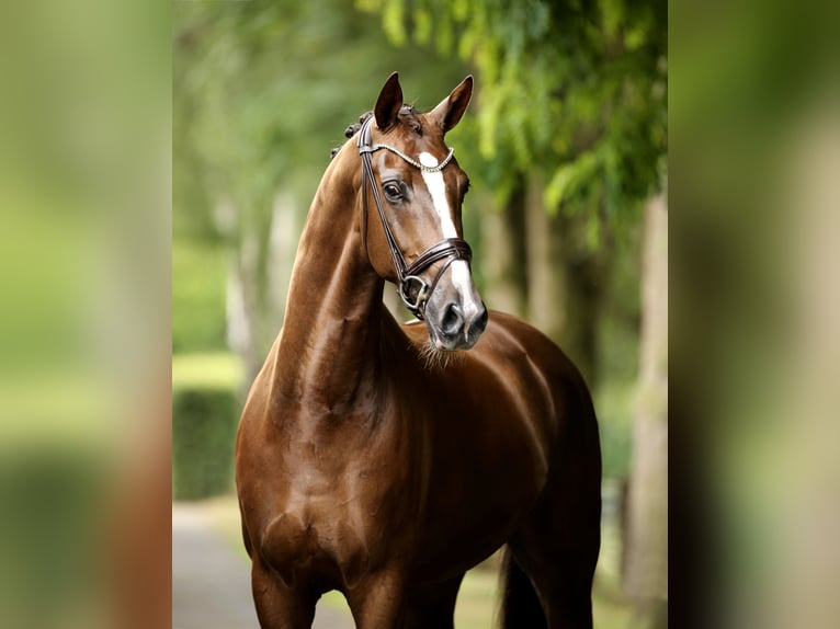 Hanoverian Gelding 6 years 17 hh Chestnut in Greven