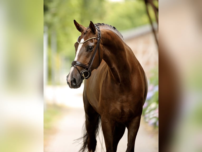Hanoverian Gelding 6 years 17 hh Chestnut in Greven