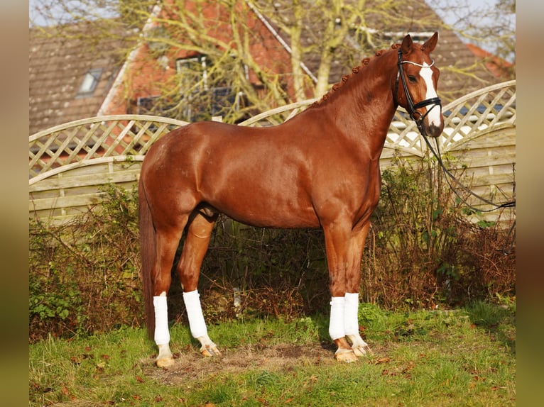 Hanoverian Gelding 6 years 17 hh Chestnut-Red in Hohenfelde