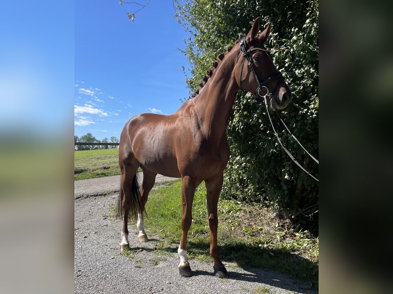 Hanoverian Gelding 6 years 17 hh Chestnut-Red in Epfendorf