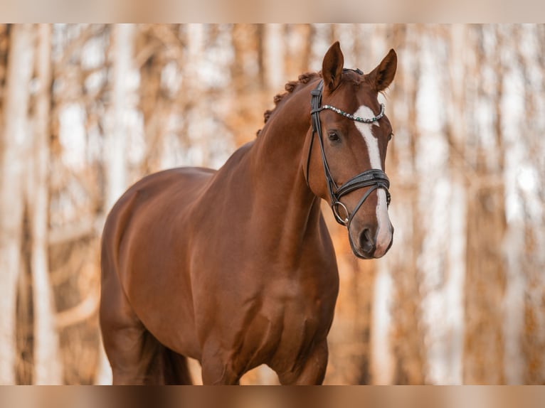 Hanoverian Gelding 6 years 17 hh Chestnut-Red in Wehringen