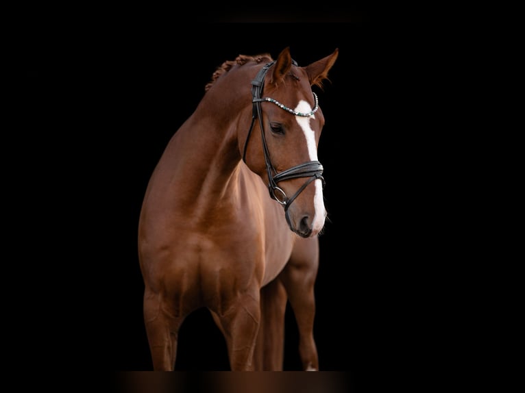 Hanoverian Gelding 6 years 17 hh Chestnut-Red in Wehringen