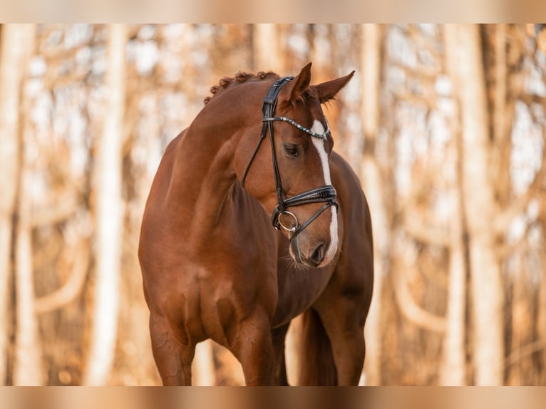 Hanoverian Gelding 6 years 17 hh Chestnut-Red in Wehringen