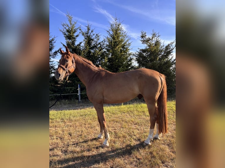 Hanoverian Gelding 6 years 17 hh Chestnut-Red in Siems