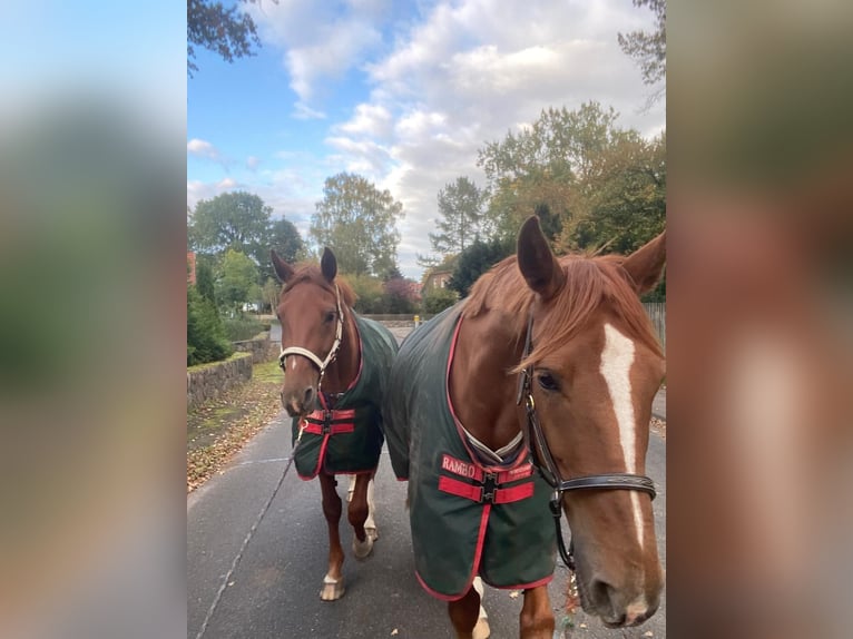 Hanoverian Gelding 6 years 17 hh Chestnut-Red in Lüneburg