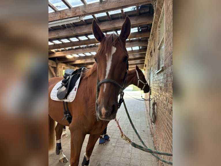 Hanoverian Gelding 6 years 17 hh Chestnut-Red in Lüneburg