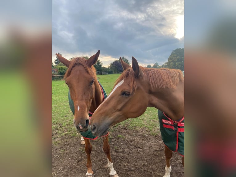 Hanoverian Gelding 6 years 17 hh Chestnut-Red in Lüneburg