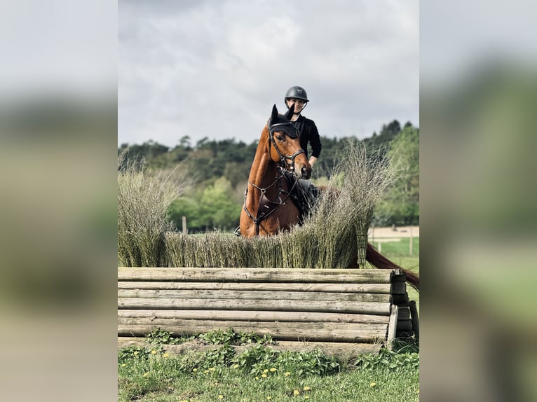 Hanoverian Gelding 6 years 17 hh Chestnut-Red in Buxtehude