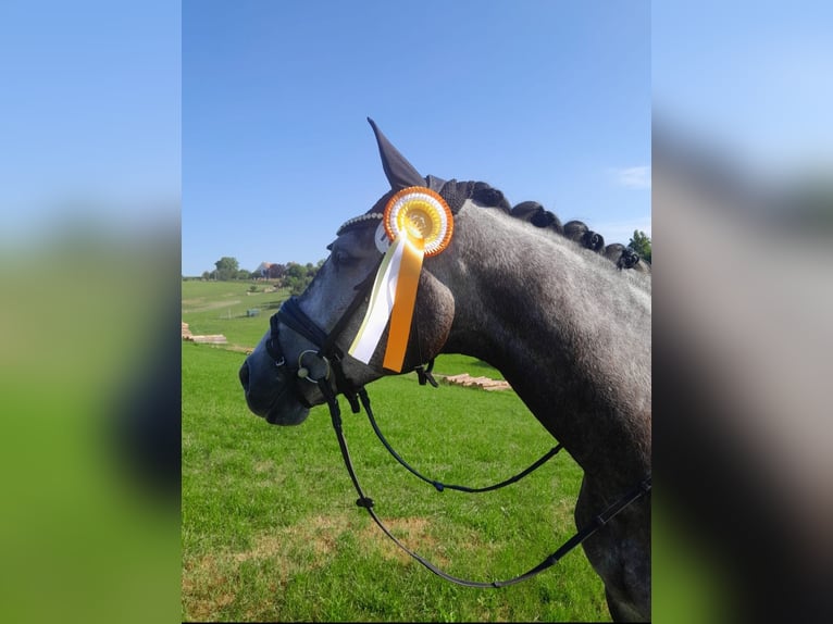 Hanoverian Gelding 6 years 17 hh Grey-Dapple in Bad Wörishofen