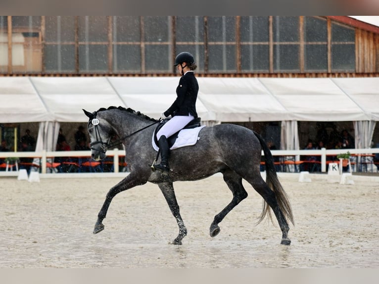 Hanoverian Gelding 6 years 17 hh Grey-Dapple in Bad Wörishofen