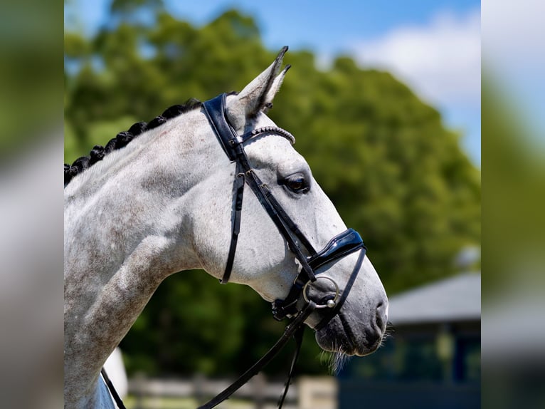 Hanoverian Gelding 6 years 17 hh Grey in Califon New Jersey