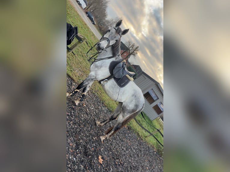 Hanoverian Gelding 6 years 17 hh Grey in Lamstedt