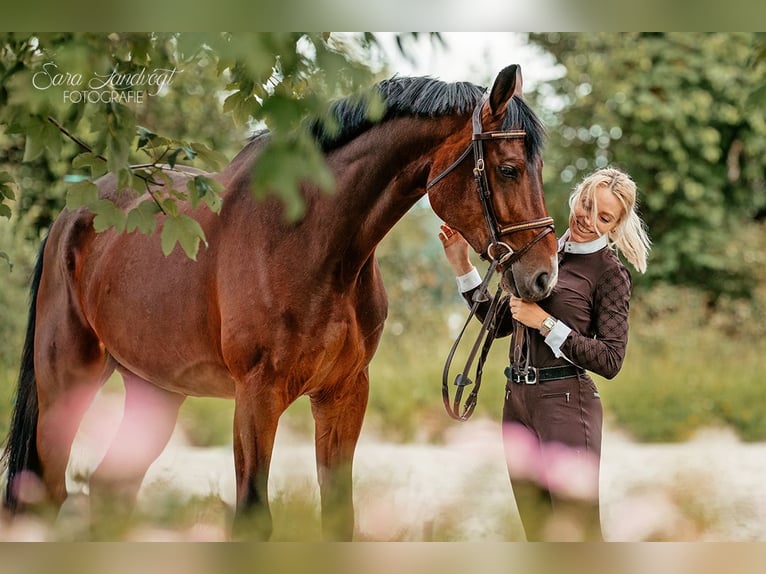 Hanoverian Gelding 6 years 17,1 hh Bay-Dark in Pfaffenhofen an der Ilm