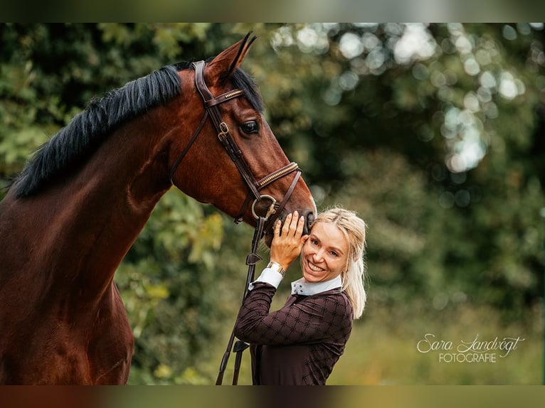 Hanoverian Gelding 6 years 17,1 hh Bay-Dark in Pfaffenhofen an der Ilm