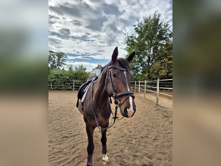 Hanoverian Gelding 6 years 17,1 hh Brown in Nordstemmen