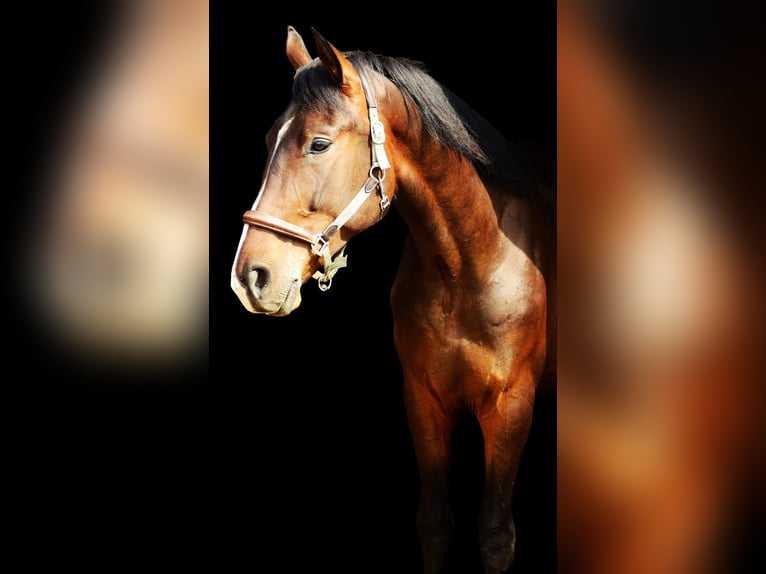 Hanoverian Gelding 6 years 17,1 hh Brown in Nordstemmen