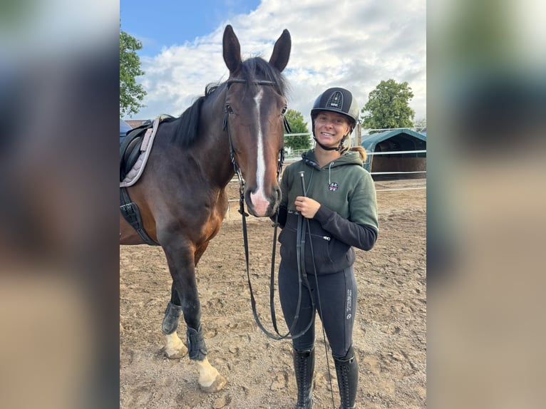 Hanoverian Gelding 6 years 17,1 hh Brown in Nordstemmen