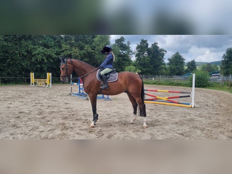 Hanoverian Gelding 6 years 17,1 hh Brown in Bischoffen