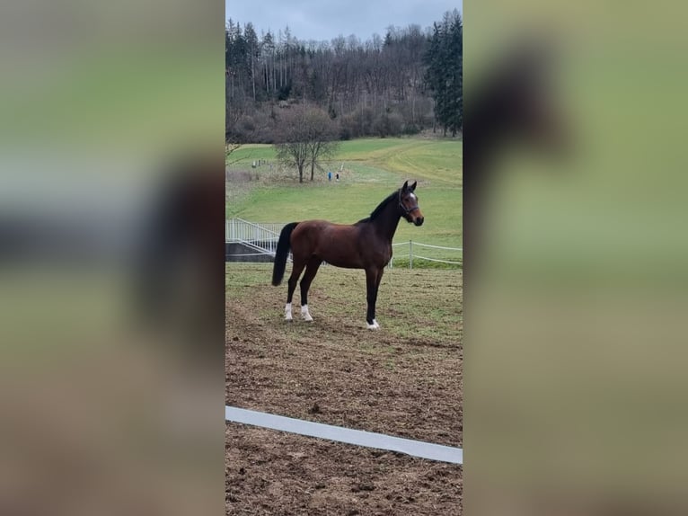 Hanoverian Gelding 6 years 17,1 hh Brown in Bischoffen