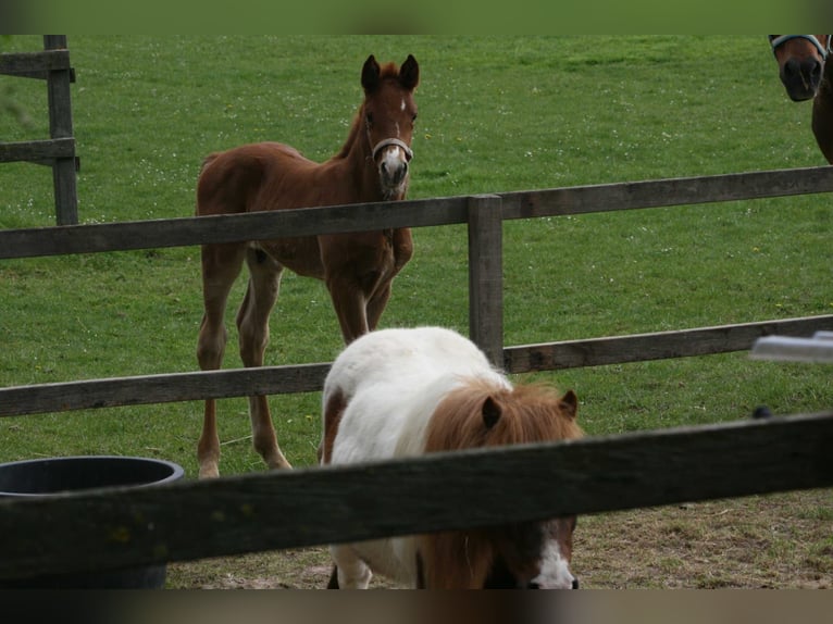 Hanoverian Gelding 6 years 17,1 hh Chestnut-Red in Mellinghausen