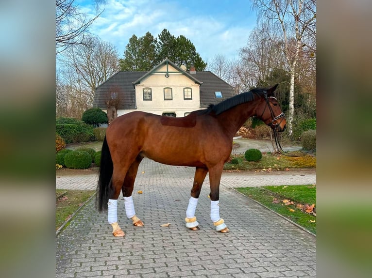 Hanoverian Gelding 6 years 17,1 hh in Timmendorfer Strand