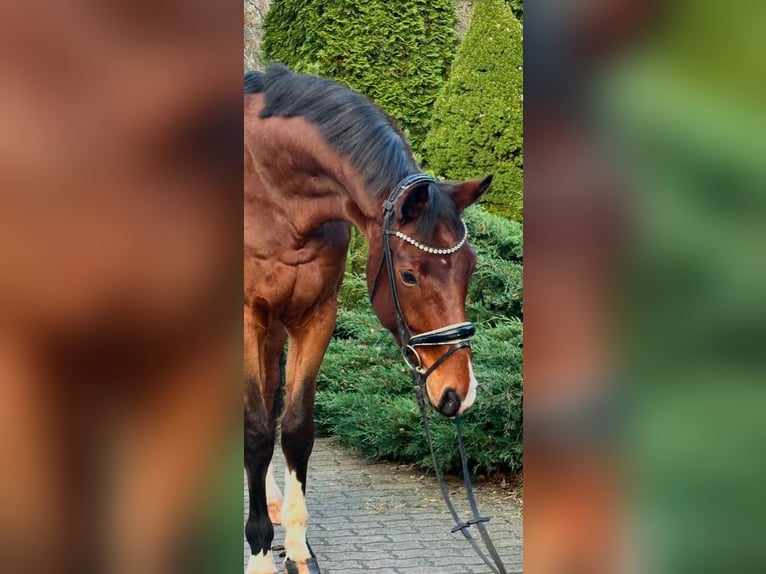 Hanoverian Gelding 6 years 17,1 hh in Timmendorfer Strand
