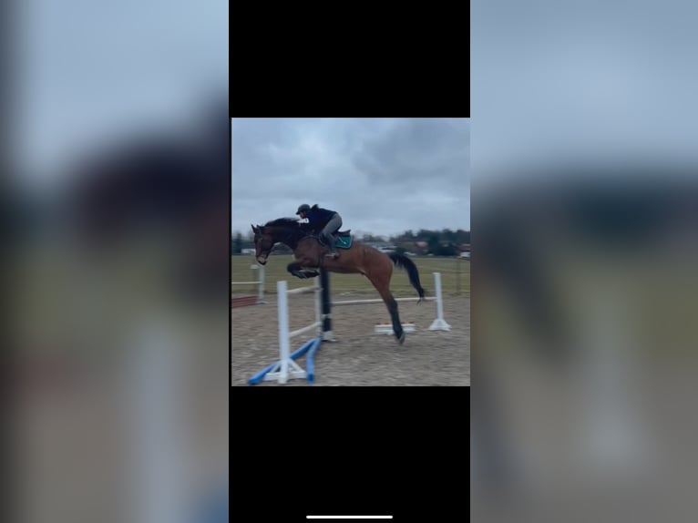 Hanoverian Gelding 6 years 17,2 hh Bay-Dark in Kloster Sch&#xE4;ftlarn