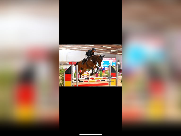 Hanoverian Gelding 6 years 17,2 hh Bay-Dark in Kloster Sch&#xE4;ftlarn