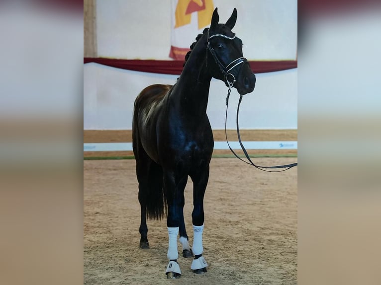 Hanoverian Gelding 6 years 17,2 hh Black in Bad Segeberg