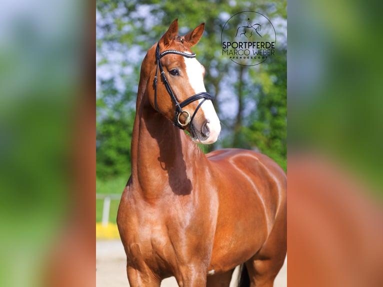 Hanoverian Gelding 6 years 17,2 hh Chestnut in Versmold